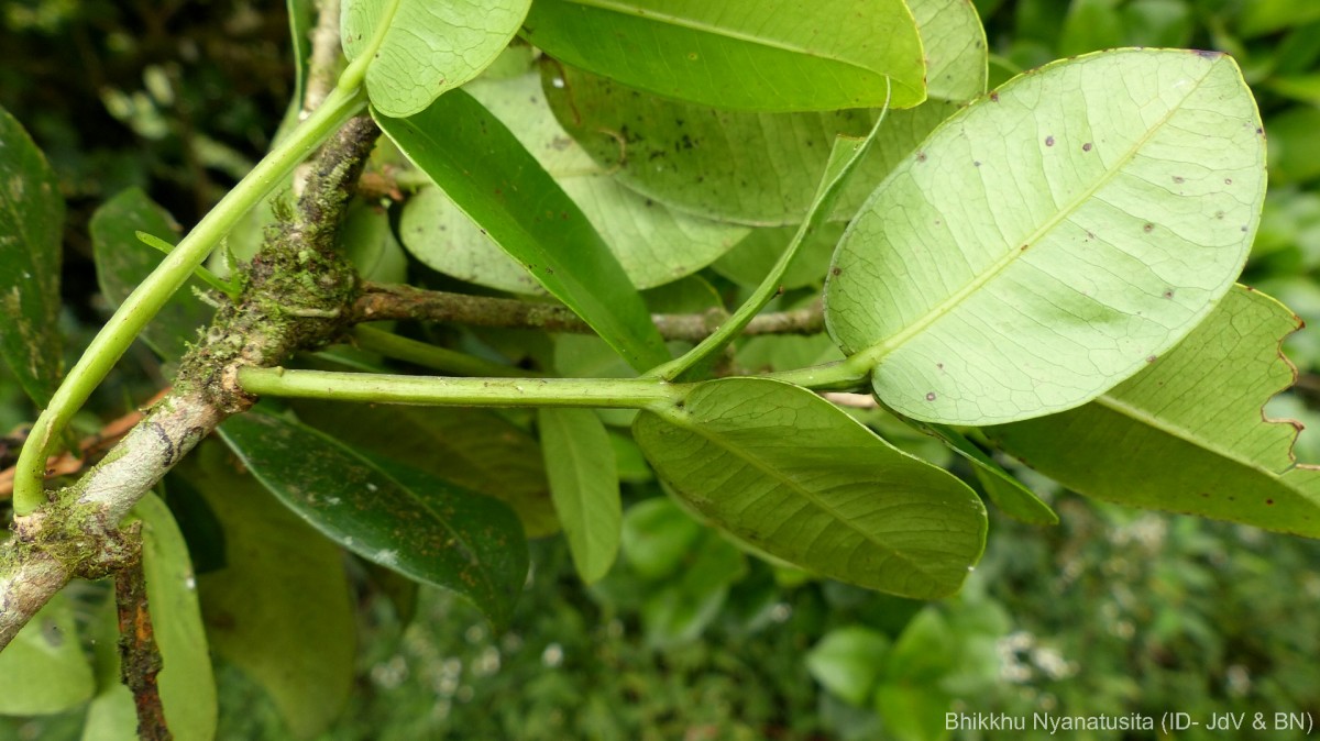 Syzygium fergusonii (Trimen) Gamble